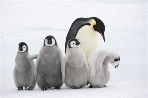 Species Spotlight: Emperor Penguin | Pages | WWF