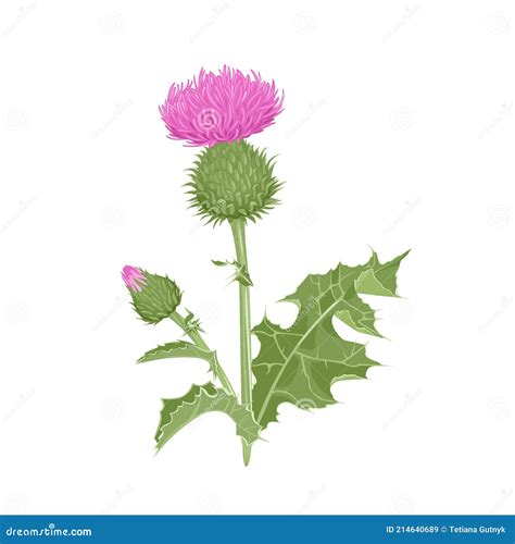 Thistle Plant Vector Emblem In Four Colorful Palettes. Simple Digital ...