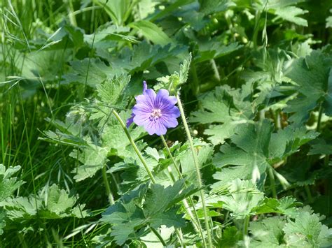 P1090786 Bicknells Cranesbill Geranium Bicknellii Flickr