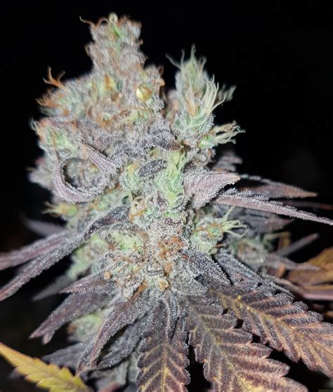 Galer A De Variedades Critical Royal Queen Seeds Pic