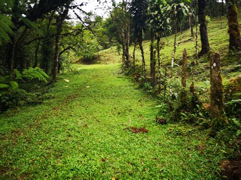 Vendo bella finca 360 hectáreas SAN RAMÓN ALAJUELA InmoTico