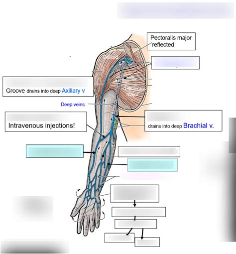 Upper Limb Superficial Veins Diagram Quizlet