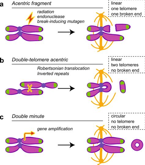 Centromere Types