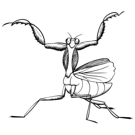 180 Clip Art Of A Praying Mantises Illustrations Royalty Free Vector