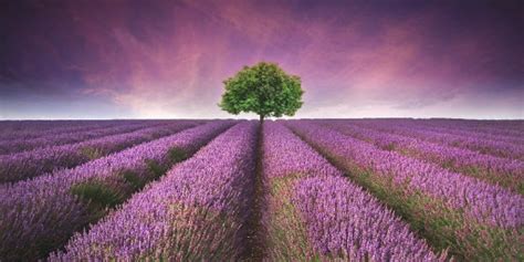 Campos De Lavanda De Brihuega Guadalajara Caminantes De Aguere