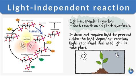 Light-independent reaction - Definition and Examples - Biology Online Dictionary