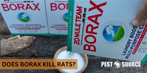 Does Borax Kill Rats? - Pest Source