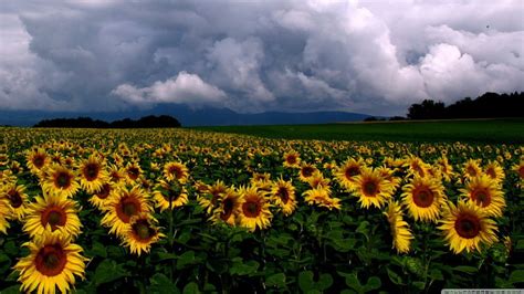 Sunflower Field N Gloomy Cloulds Flowers Yellow Nature Sunflower