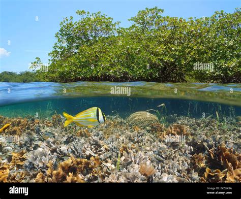 Mangrove In The Sea With Coral Reef Underwater Split Level View Over