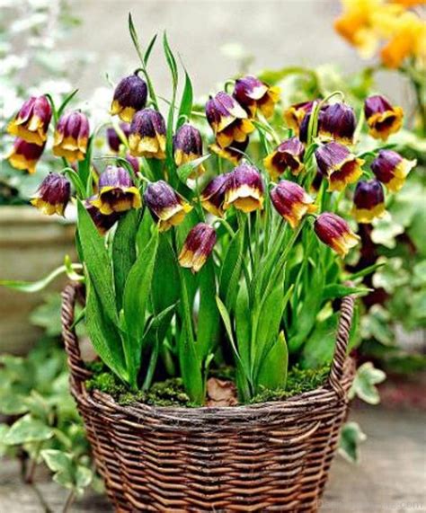 Fritillaria Michailovskyl Flowers In Bucket Desi Comments