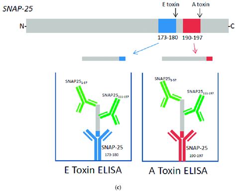 Dose Dependent Detection Of Cleaved Snap 25 Specific For A Botulinum