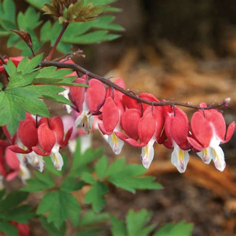 Dicentra Spectabilis VALENTINE Hordival PP22739 Perennial Resource