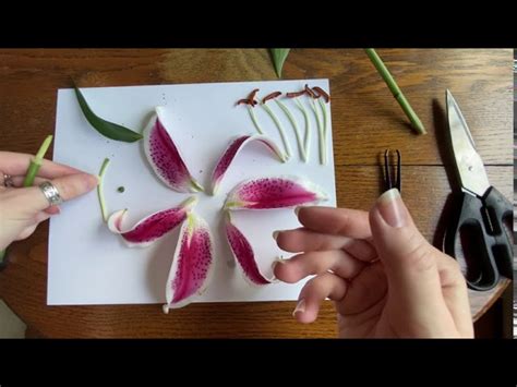 Flower Dissection Lab Activity Answer Key Best Flower Site