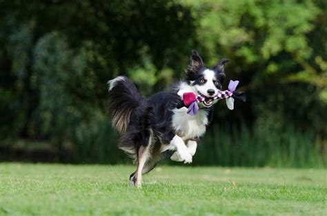 Border Collie Conoces La Raza Consejos Veterinarios