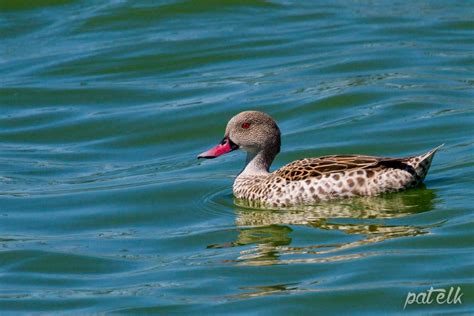 Cape Teal Wildlife Den South African And Australian Wildlife