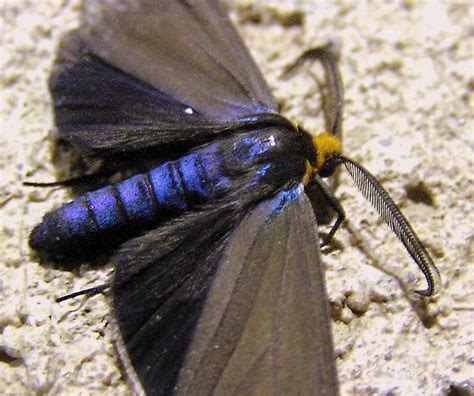 Virginia Ctenuchid Moth Ctenucha Virginica Bugguide Net