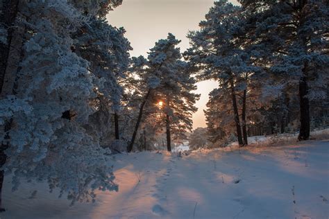 Fondos De Pantalla Luz De Sol Naturaleza Árboles Invierno Nieve 1920x1281