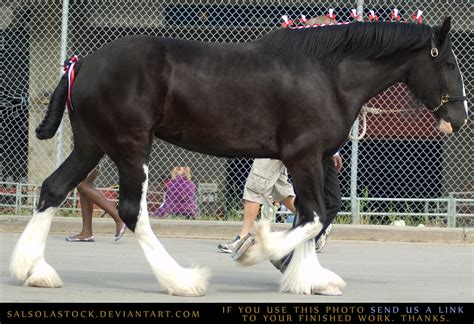 Clydesdale 7 by SalsolaStock on DeviantArt