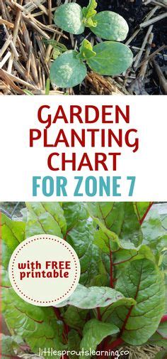 Zone 7b Seed Starting Guide A Gardening Guide For Starting Seeds In Gardening Zone 7b