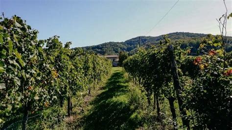 Friaul Collio Und Goriska Brda Wandern Auf Dem Alpe Adria Trail