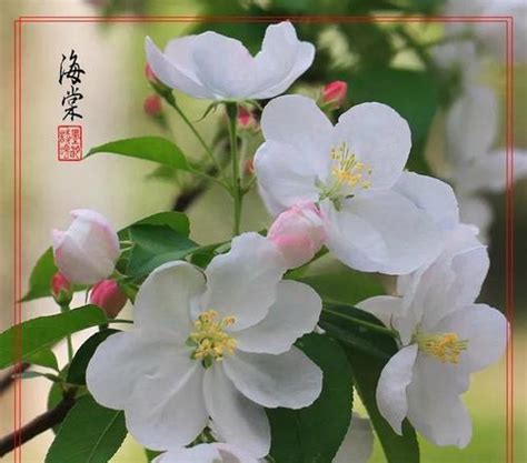 海棠花（探寻海棠花的花语和文化内涵） 花语大全 花木指南