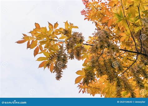 Leaves Of Acer Negundo The Box Elder Boxelder Maple Stock Image