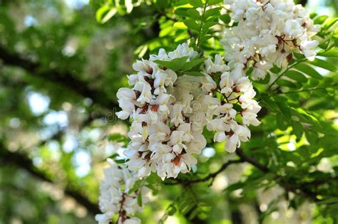 Close Up of Blossoms of a Flowering Robinia Tree Stock Image - Image of ...