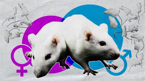 Lab Rats Are Overwhelmingly Male And That S A Problem Cnn