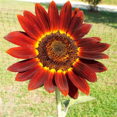 Semillas De Girasol Rojo Velvet Queen Especialistas En Semillas