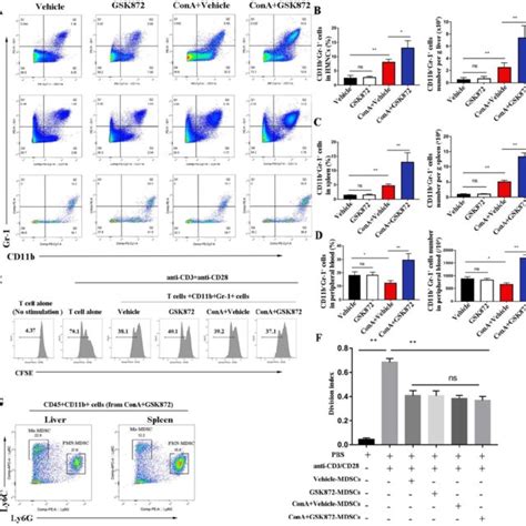 Rip Blockade Induces The Accumulation Of Cd B Gr Mdscs In Imh