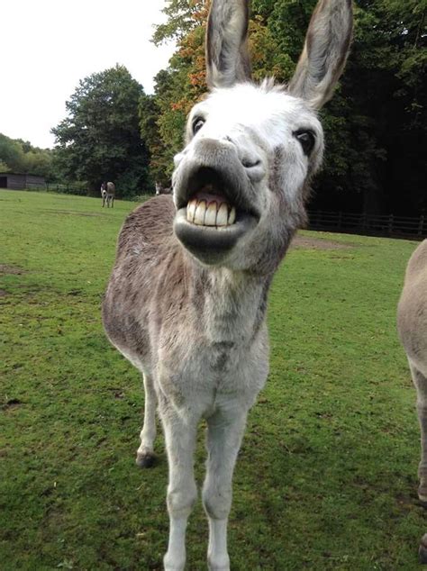 Pic By The Donkey Sanctuary In The Uk Cute Donkey Animals Happy Animals