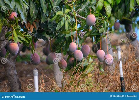 Eco Farming On La Palma Island Plantations With Organic Mango Trees