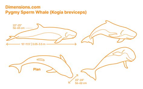 Pygmy Sperm Whale (Kogia breviceps) Dimensions & Drawings | Dimensions.com