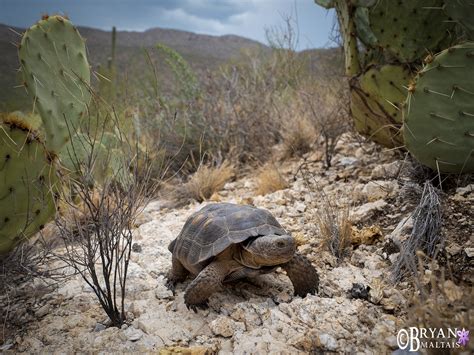 Morafkas Desert Tortoise Arizona