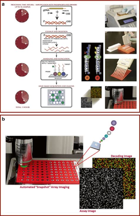 Hpa Genotyping Using The Beadchip Array A Main Steps Of The