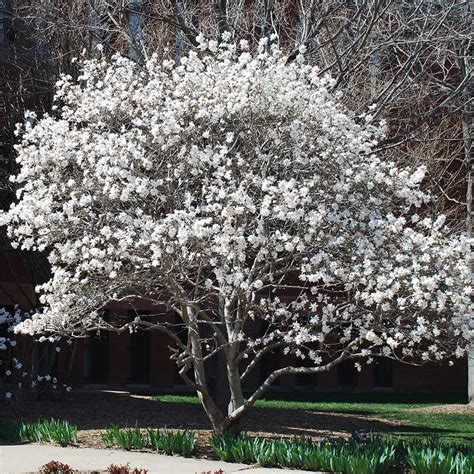 Star Magnolia Tree on the Tree Guide at arborday.org Potted Trees, Trees And Shrubs, Trees To ...