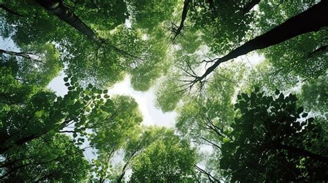 Árboles en el bosque desde debajo de las copas verdes de los árboles