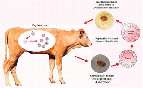 Genome Based Vaccinology Applied To Bovine Anaplasmosis Intechopen