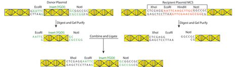 Addgene Plasmid Cloning By Restriction Enzyme Digest With Protocols