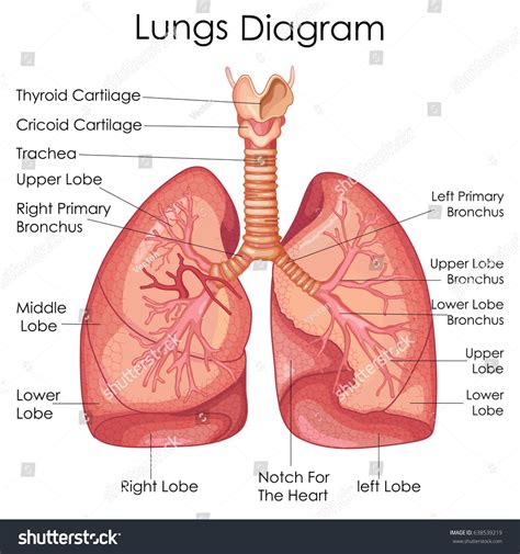 Printable Diagram Of The Lungs