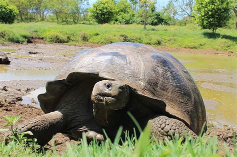 Tortuga Gigante De Galapagos Viajes A Ecuador Y Galapagos