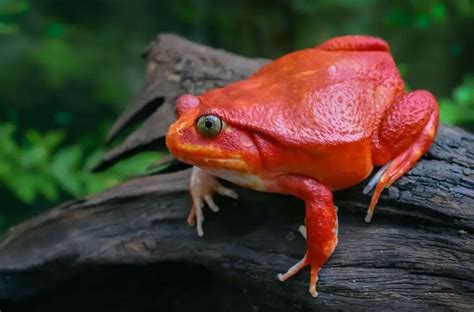 Tomato Frog Care