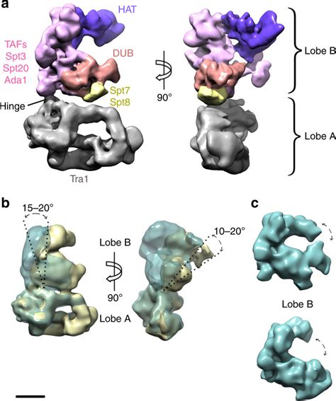 Cryo Em Structure Of The P Pastoris Saga Complex A Cryo Em Structure Download Scientific