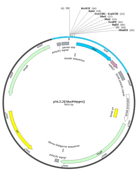 pNL2 2 NlucPHygro 双荧光素酶报告基因质粒nanoLUC 真核质粒 菌株 质粒载体 ATCC DSM CCUG 泰斯拓生物