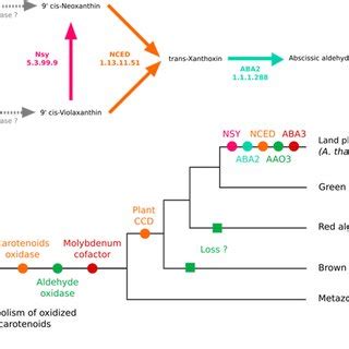 Enzymes of the abscisic acid biosynthesis pathway. (a) The ABA... | Download Scientific Diagram