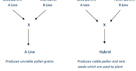 HYV Techniques: Hybrid Rice Seed Production Seed Production Techniques