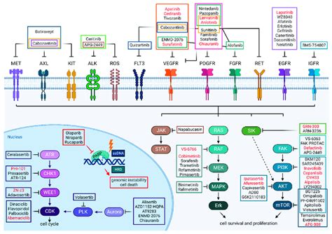 Kinase Inhibitors And Their Targets Discussed In This Review