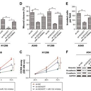 Knockdown Of Sox Ot Inhibits Nsclc Cell Proliferation Notes A