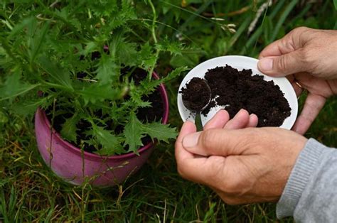 C Mo Hacer El Insecticida De Ajo Casero M S Fuerte Para Eliminar Los