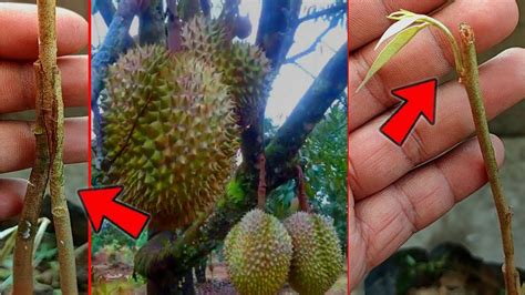 Sambung Pucuk Durian Batang Umbi 2 2 Keunggulan Dalam 1 Pohon Durian